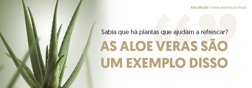 Some indoor plants, such as Aloe Vera and Espada-de-São-Jorge, can help to refresh the environment