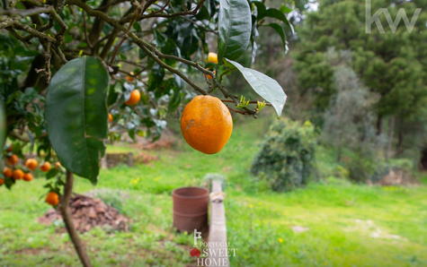 Agricultural land area