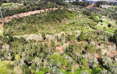 Aerial view of the forest area