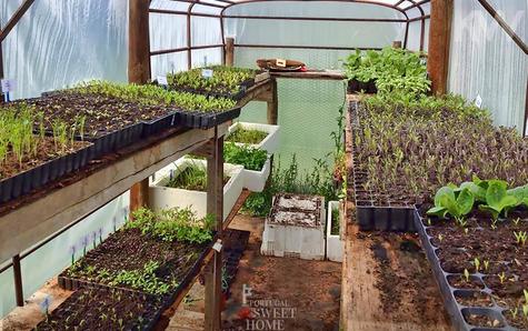 Greenhouse of the Homestead