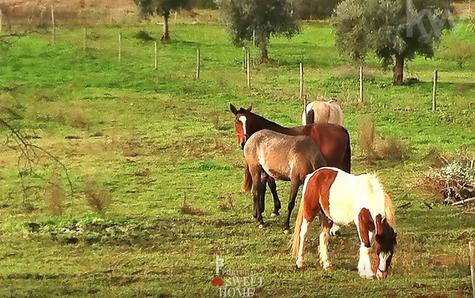 Cavalos na herdade